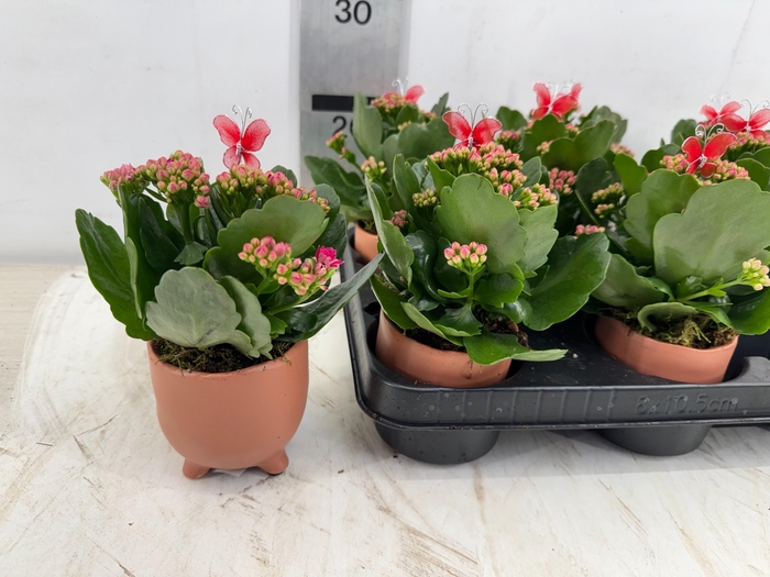 <h4>ARR PL IN SCHAAL</h4>