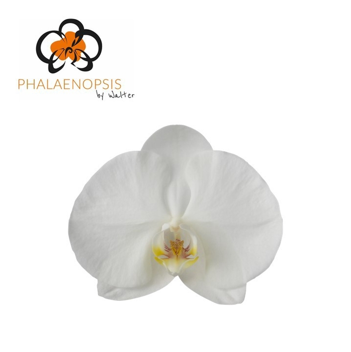 Phalaenopsis Sensation White Doos