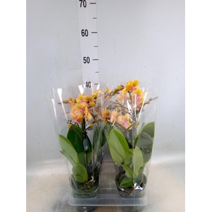 Phalaenopsis multi. 'Limpopo'