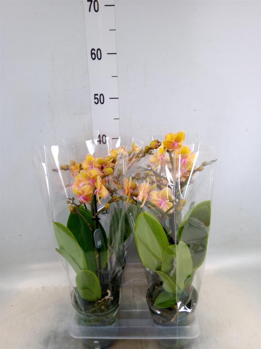 <h4>Phalaenopsis multi. 'Limpopo'</h4>