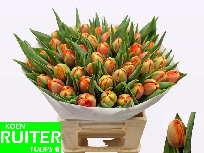 <h4>TU DU TERMINATOR</h4>