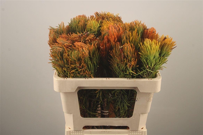 <h4>Kaaps Retzia</h4>