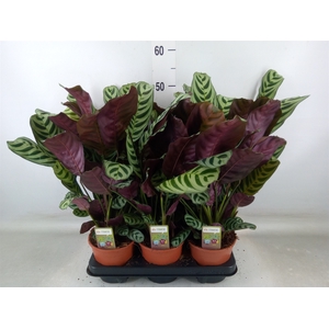 Ctenanthe burle-marxii