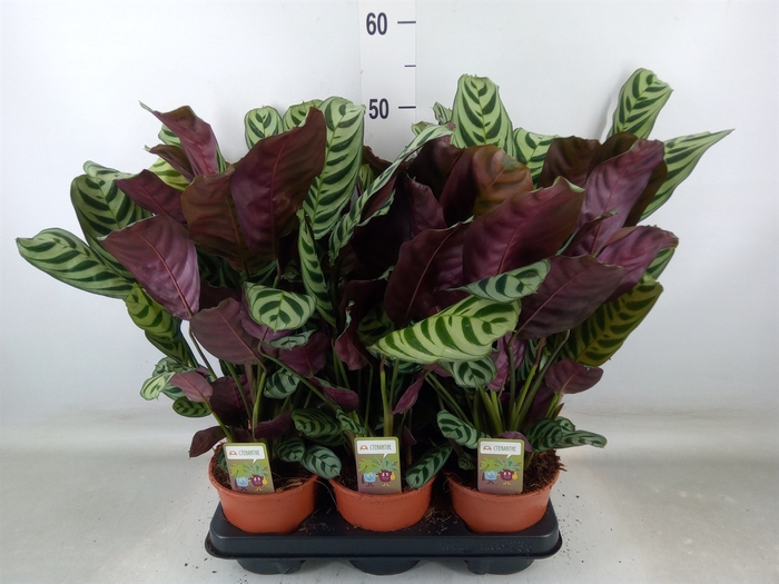 <h4>Ctenanthe burle-marxii</h4>