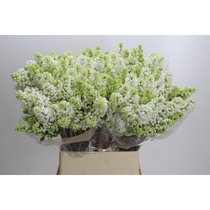 Syringa Vulg Madame Florent Stepman