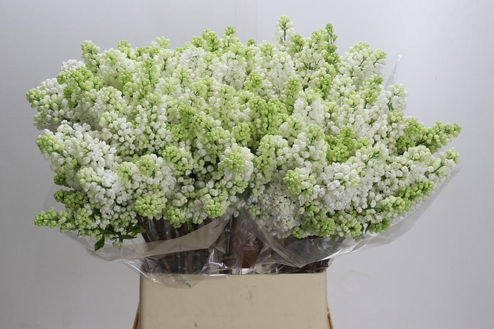 <h4>Syringa Vulg Madame Florent Stepman</h4>