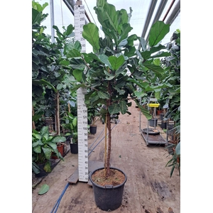 Ficus lyrata