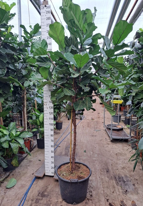 <h4>Ficus lyrata</h4>