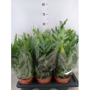 Phlebodium aureum 'Blue Star'