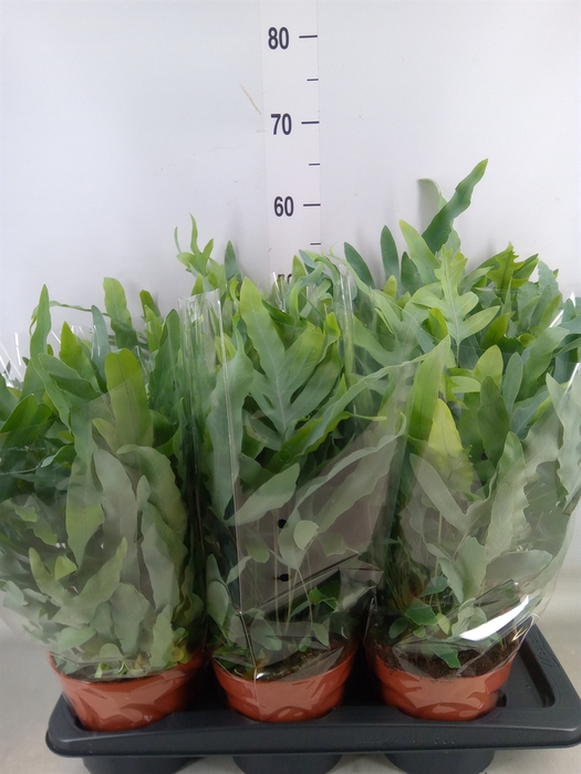 <h4>Phlebodium aureum 'Blue Star'</h4>
