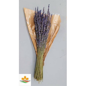 LAVANDULA BS