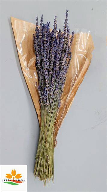 <h4>LAVANDULA BS</h4>