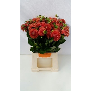 Dahlia cornel bronze