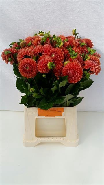 <h4>Dahlia cornel bronze</h4>
