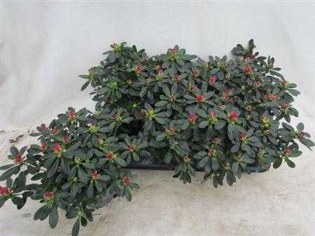 <h4>Rhodo Si Tosh Paris</h4>