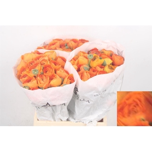 Ran Su Lambada Dark Orange