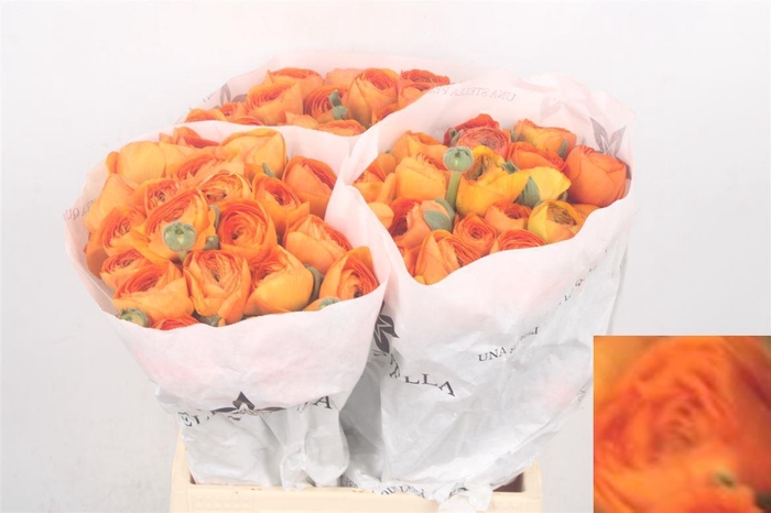 <h4>Ran Su Lambada Dark Orange</h4>