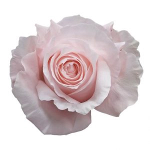 <h4>Rosa ec pomarosa</h4>