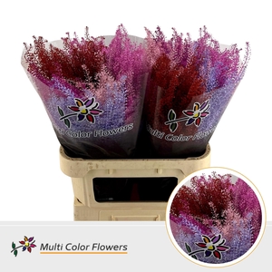 Thlaspi Love Mix