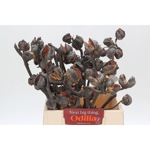 Cape Green Hakea Sericea