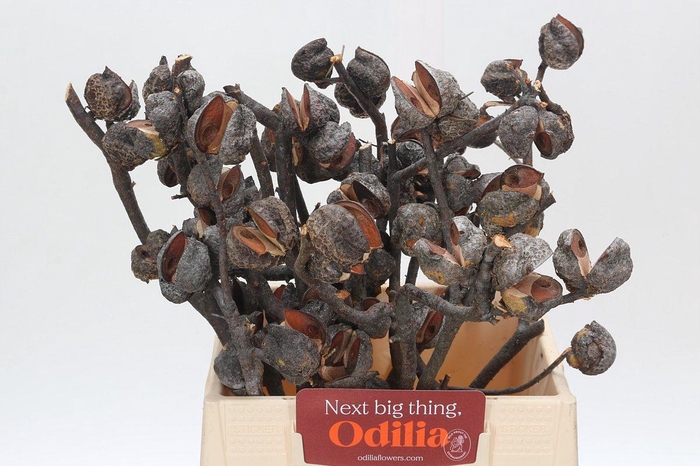 <h4>Kaaps Groen Hakea Sericea</h4>