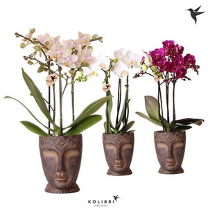 Kolibri Orchids Phalaenopsis mix 3 spike in Totem Mask pot