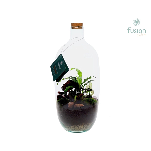 <h4>Terrarium Bodegon Large met groene planten</h4>