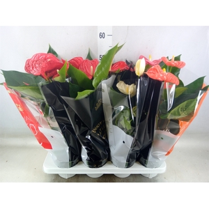 Anthurium   ...mix