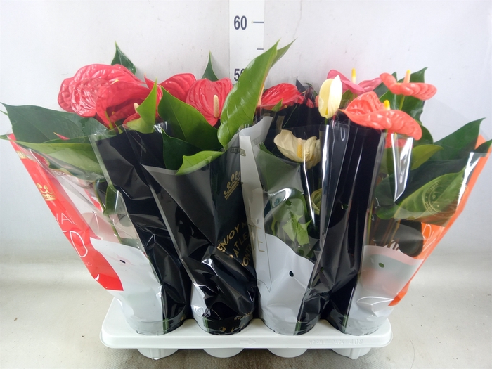 <h4>Anthurium   ...mix</h4>