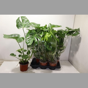 Monstera Deliciosa