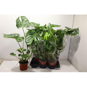 arr8 Monstera Deliciosa