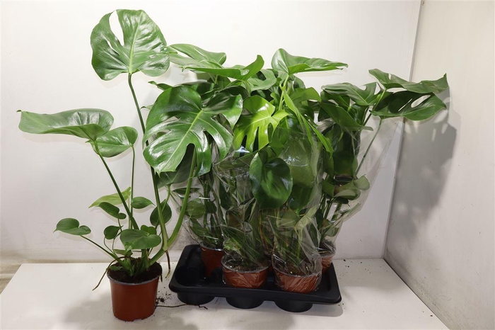 <h4>Monstera Deliciosa</h4>