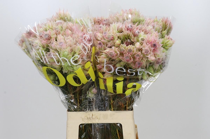 <h4>Blushing Bride Bridal Pink</h4>