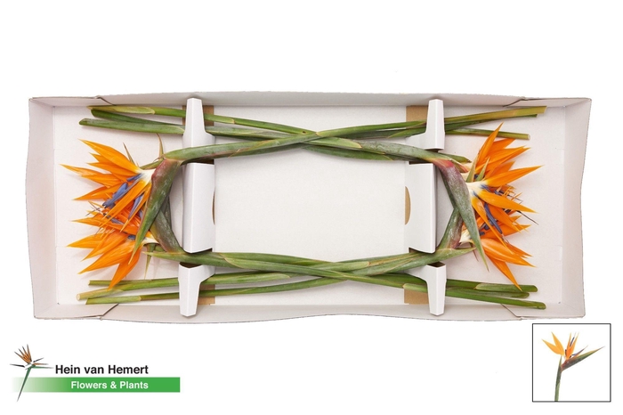 <h4>Strel Reginae Bloem 20cm</h4>