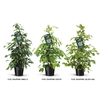 Ficus