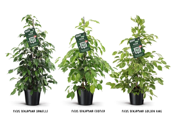 Ficus