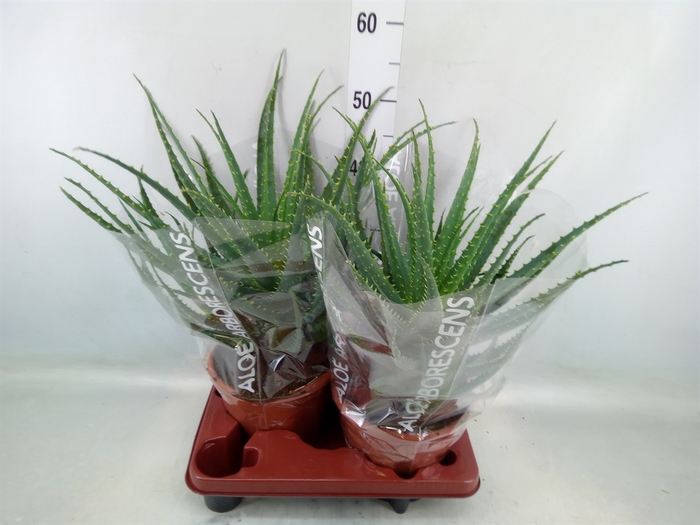 <h4>Aloe arborescens</h4>