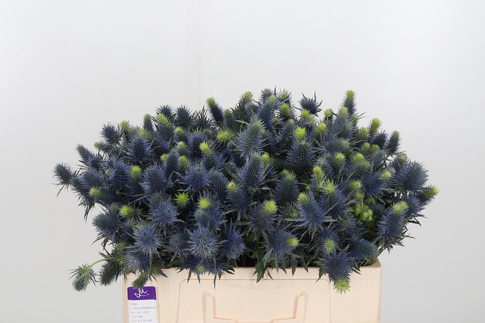 <h4>Eryn Supernova</h4>