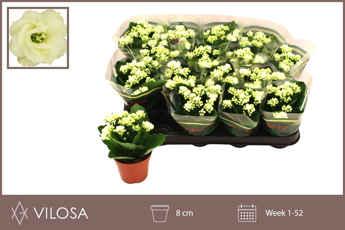 <h4>KAL GE WHITES WHITE</h4>