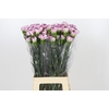 Dianthus St Damascus