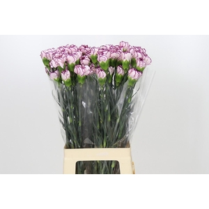 Dianthus St Damascus