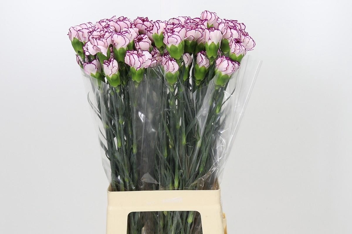 <h4>Dianthus St Damascus</h4>