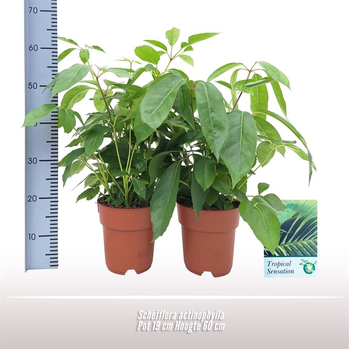 <h4>Schefflera actinophylla</h4>