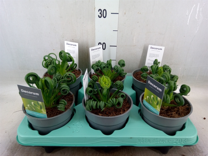 <h4>Albuca spiralis 'Frizzle Sizzle'</h4>