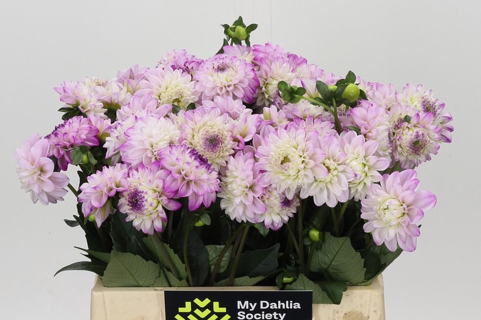 <h4>Dahlia Genova</h4>