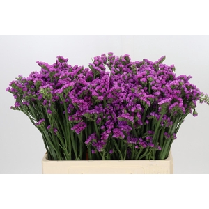 Limonium Rosella Sun Birds