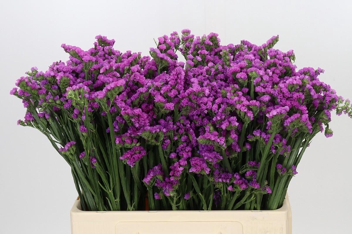 Limonium Rosella Sun Birds