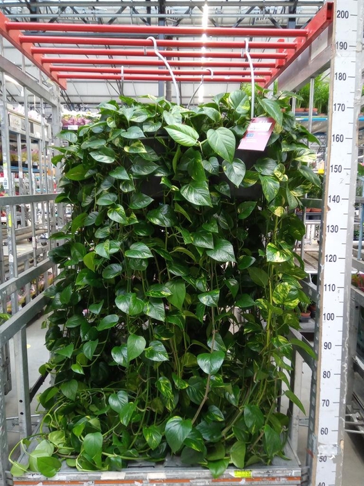 <h4>Epipremnum   ...</h4>