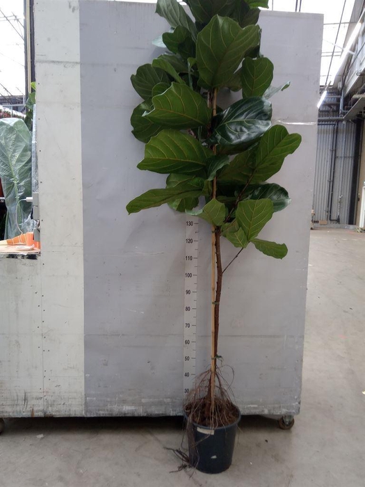 <h4>Ficus lyrata</h4>