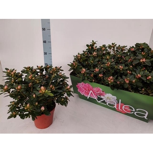Rhododendron simsii Thesla 14Ø 32cm 32Ø